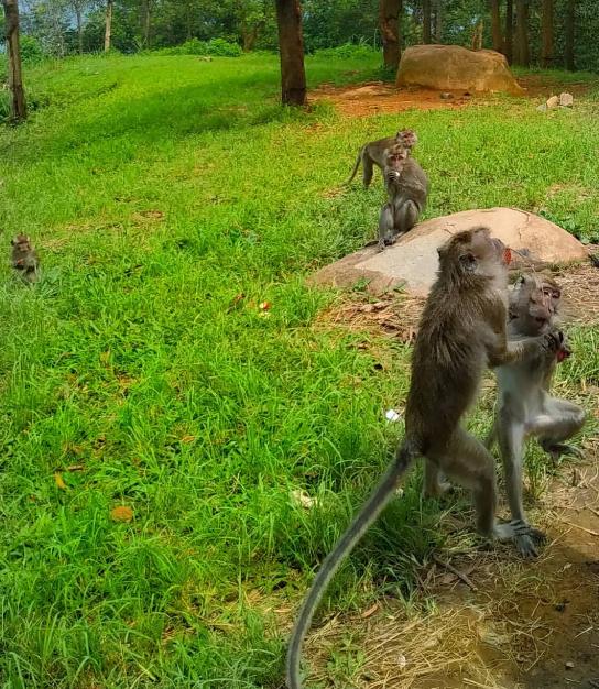 Detail Gambar Hutan Liar Puncal Gunung Batu Dunia Nomer 51