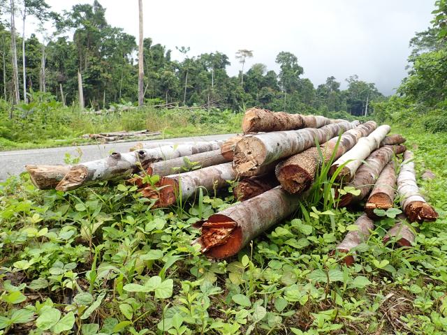 Detail Gambar Hutan Liar Tanah Kering Nomer 19