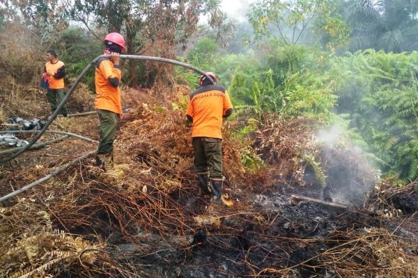 Detail Gambar Hutan Liar Tanah Kering Nomer 21