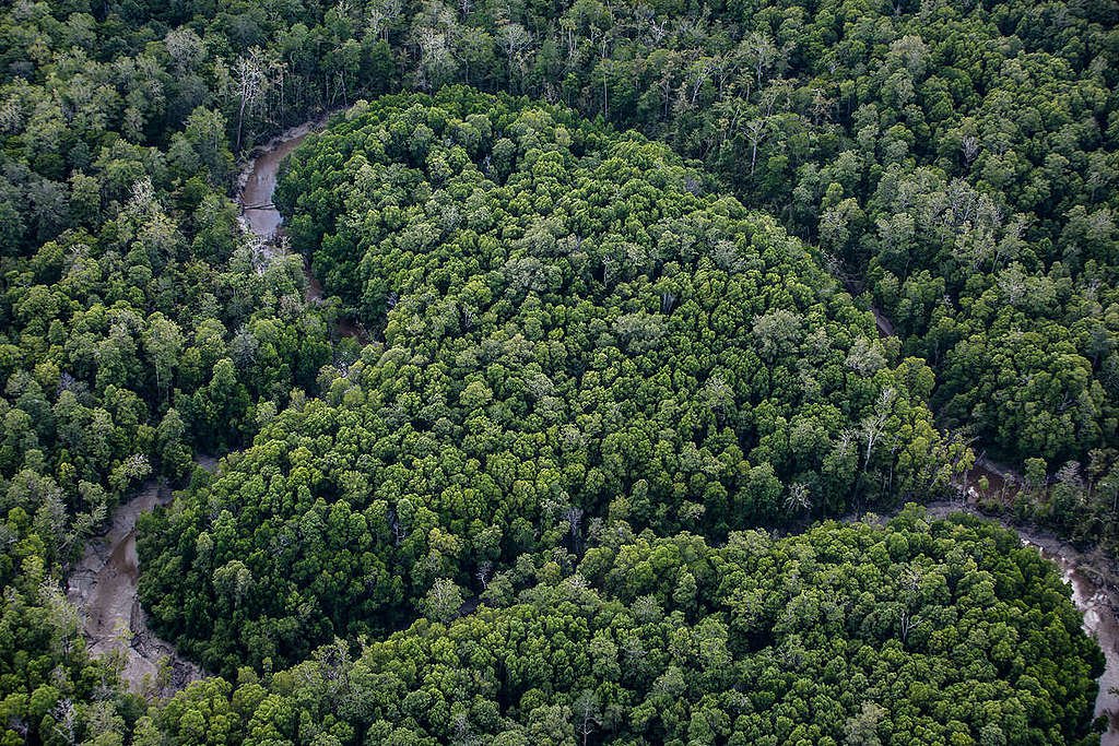 Detail Gambar Hutan Liar Tanah Kering Nomer 25