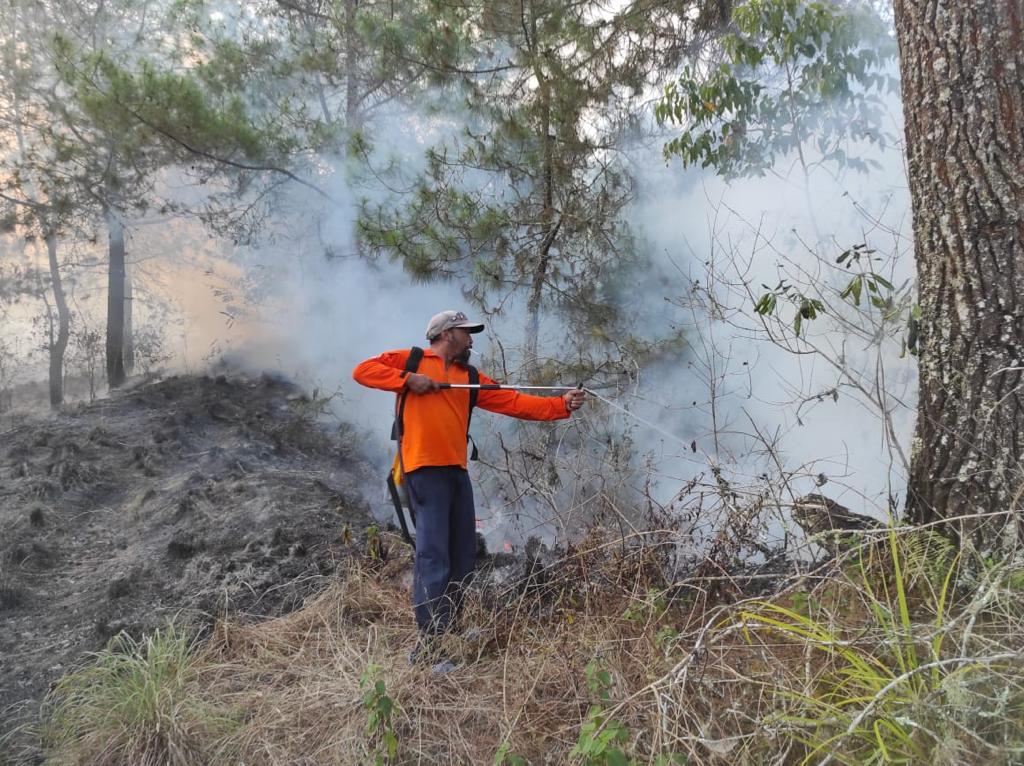 Detail Gambar Hutan Liar Tanah Kering Nomer 29