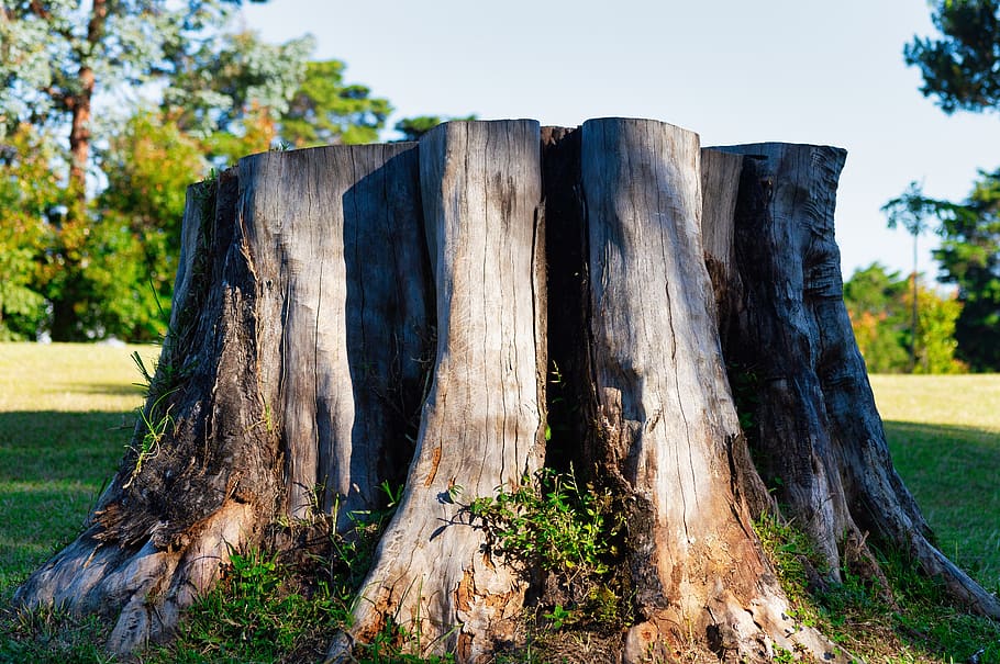 Detail Gambar Hutan Liar Tanah Kering Nomer 31