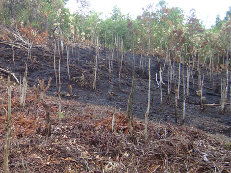 Detail Gambar Hutan Liar Tanah Kering Nomer 32