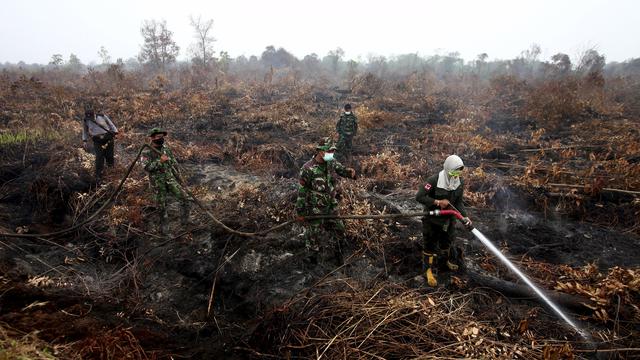 Detail Gambar Hutan Liar Tanah Kering Nomer 34