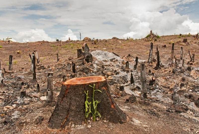 Detail Gambar Hutan Liar Tanah Kering Nomer 35