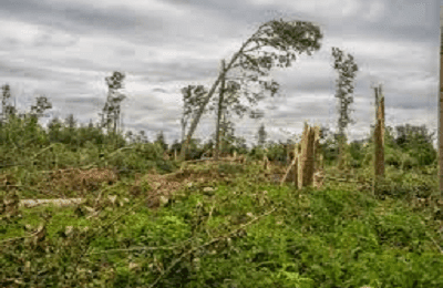 Detail Gambar Hutan Liar Tanah Kering Nomer 36