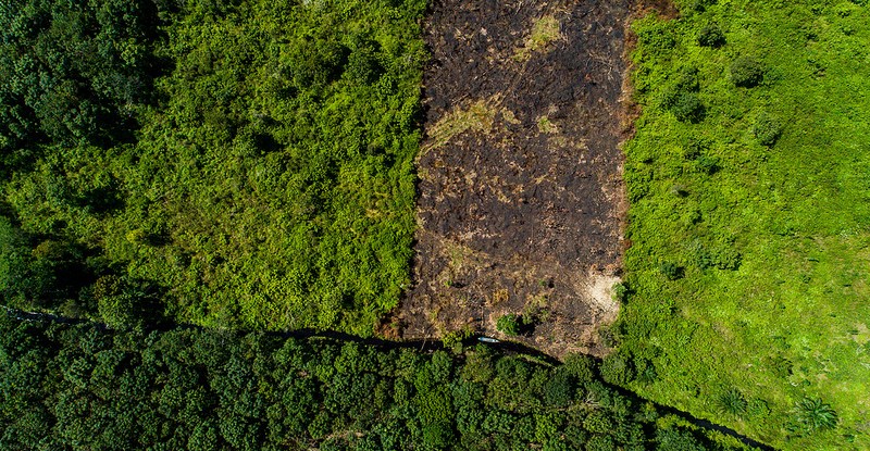 Detail Gambar Hutan Liar Tanah Kering Nomer 38