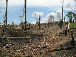 Detail Gambar Hutan Liar Tanah Kering Nomer 41