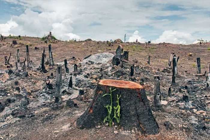 Detail Gambar Hutan Liar Tanah Kering Nomer 45