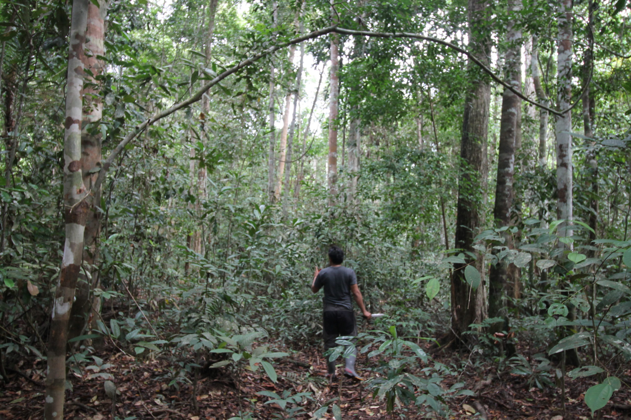 Detail Gambar Hutan Liar Tanah Kering Nomer 47