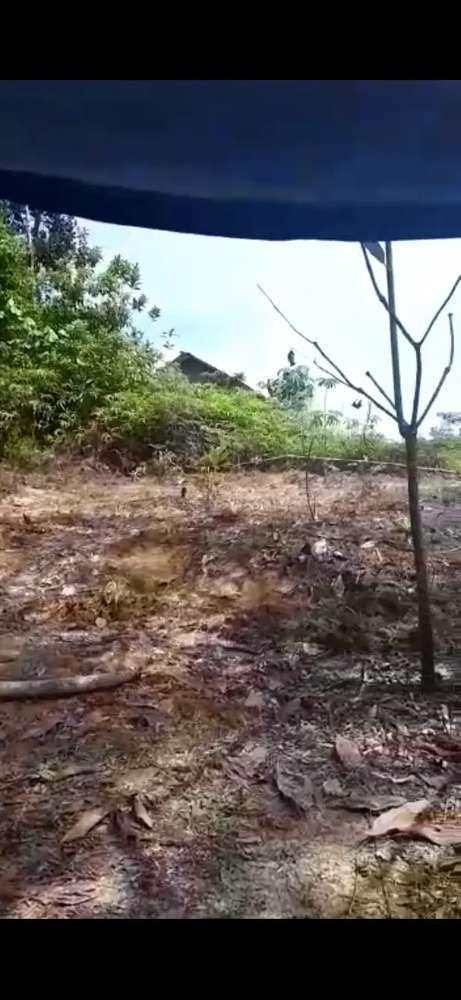 Gambar Hutan Liar Tumbukan Batu - KibrisPDR