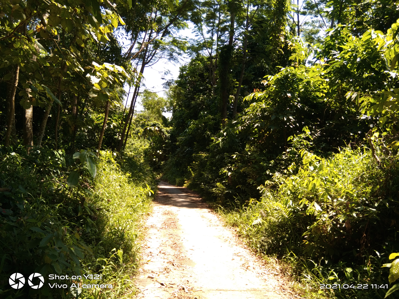 Detail Gambar Hutan Liar Tumbukan Batu Nomer 27