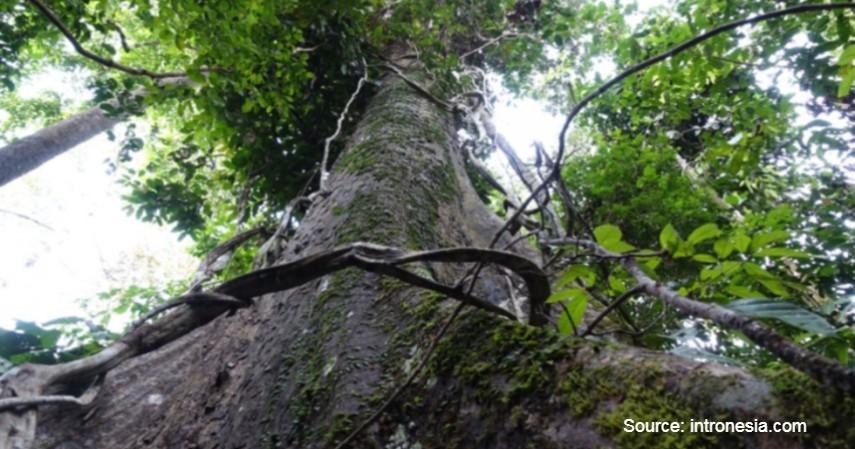 Detail Gambar Hutan Liar Tumbukan Batu Nomer 5