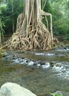 Detail Gambar Hutan Liar Tumbukan Batu Nomer 38