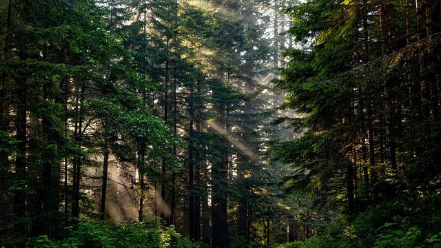 Gambar Hutan Lindung - KibrisPDR