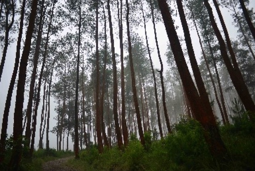 Detail Gambar Hutan Lindung Nomer 18