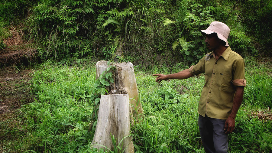 Detail Gambar Hutan Lindung Nomer 30