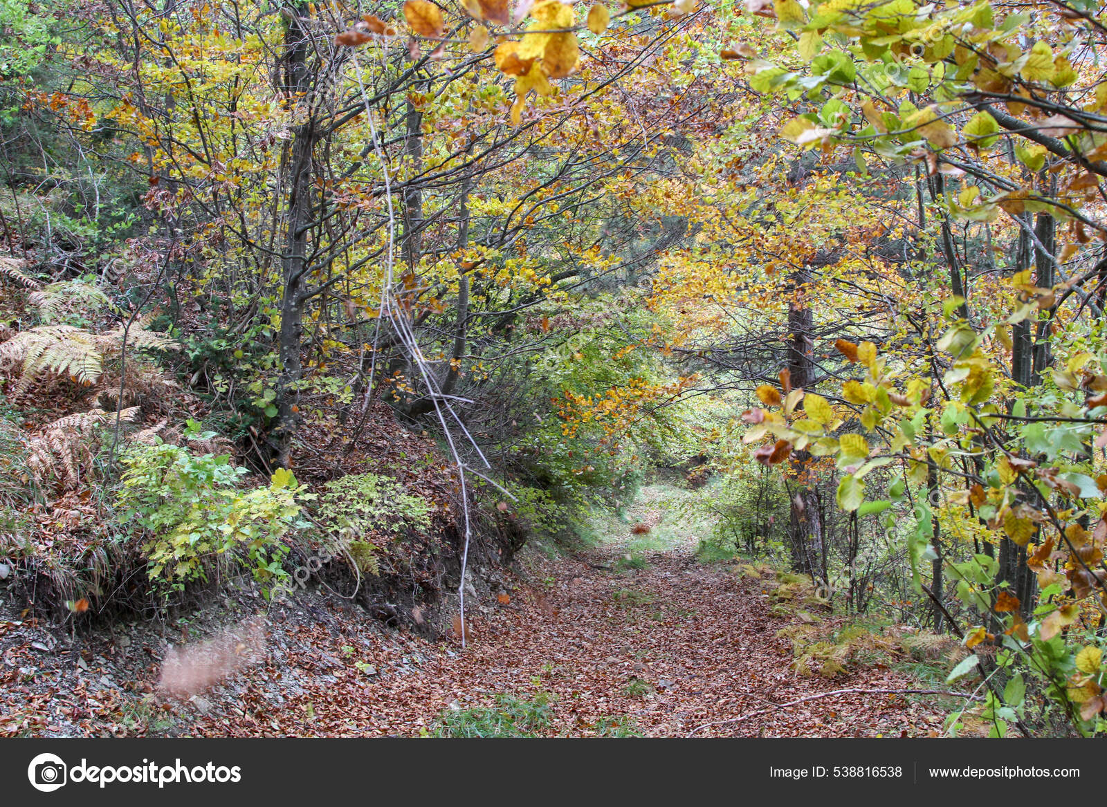 Detail Gambar Hutan Mediterranean Nomer 48