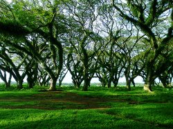 Detail Gambar Hutan Sejuk Nomer 23