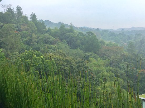 Detail Gambar Hutan Sejuk Nomer 4