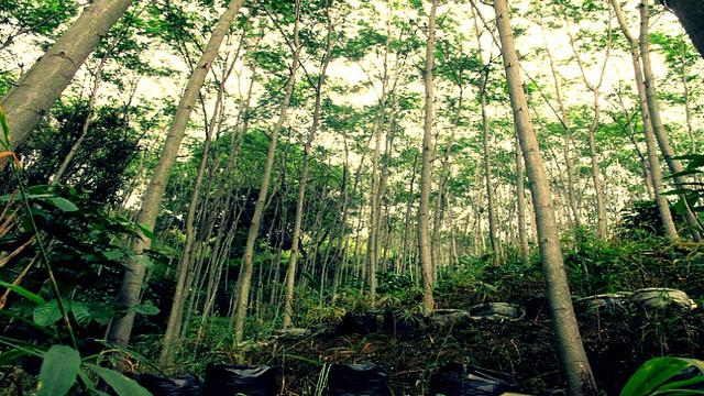 Gambar Hutan Sengon - KibrisPDR