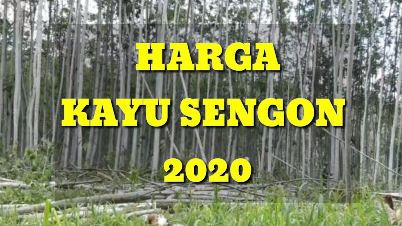 Detail Gambar Hutan Sengon Nomer 44