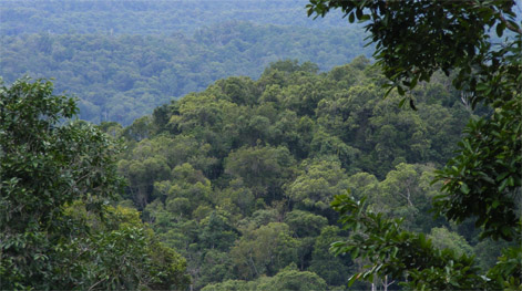Detail Gambar Hutan Suaka Alam Nomer 23