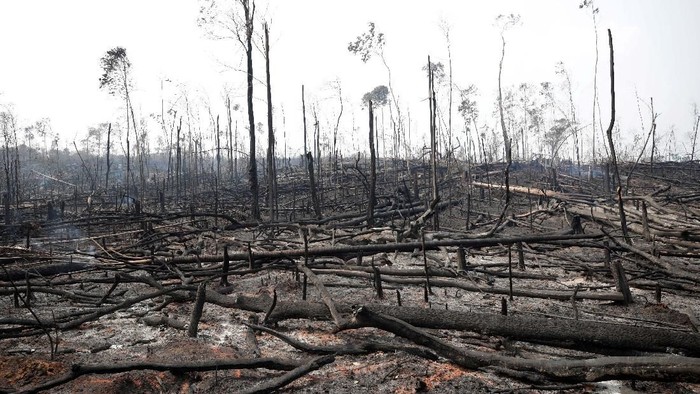 Detail Gambar Hutan Terbakar Nomer 18