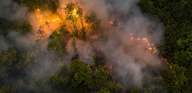 Detail Gambar Hutan Terbakar Nomer 28