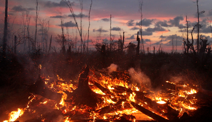 Detail Gambar Hutan Terbakar Nomer 30