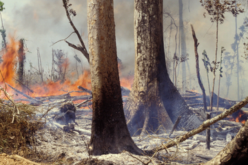 Detail Gambar Hutan Terbakar Nomer 38