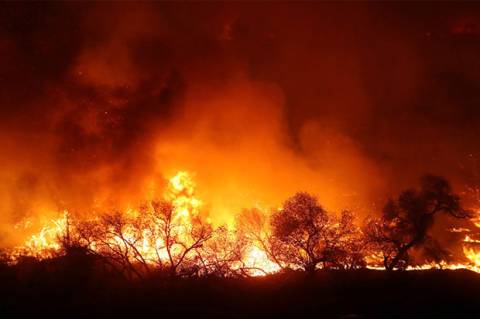 Detail Gambar Hutan Terbakar Nomer 39