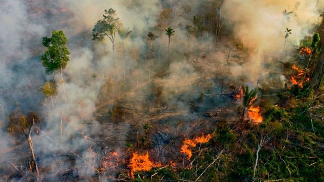 Detail Gambar Hutan Terbakar Nomer 50