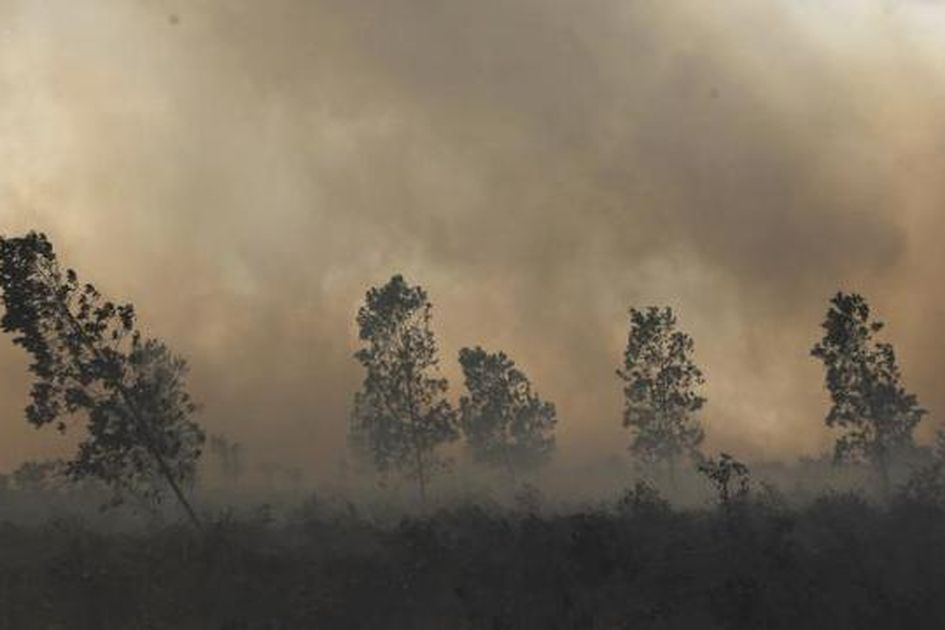 Detail Gambar Hutan Terbaru Nomer 23