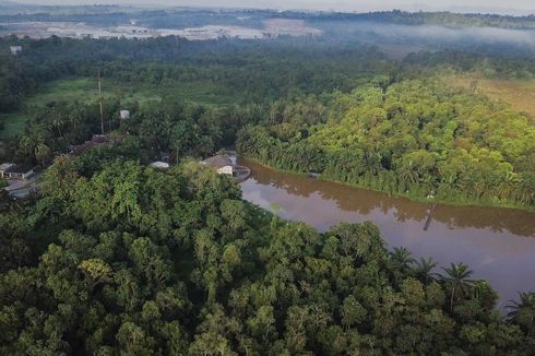 Detail Gambar Hutan Terbaru Nomer 4