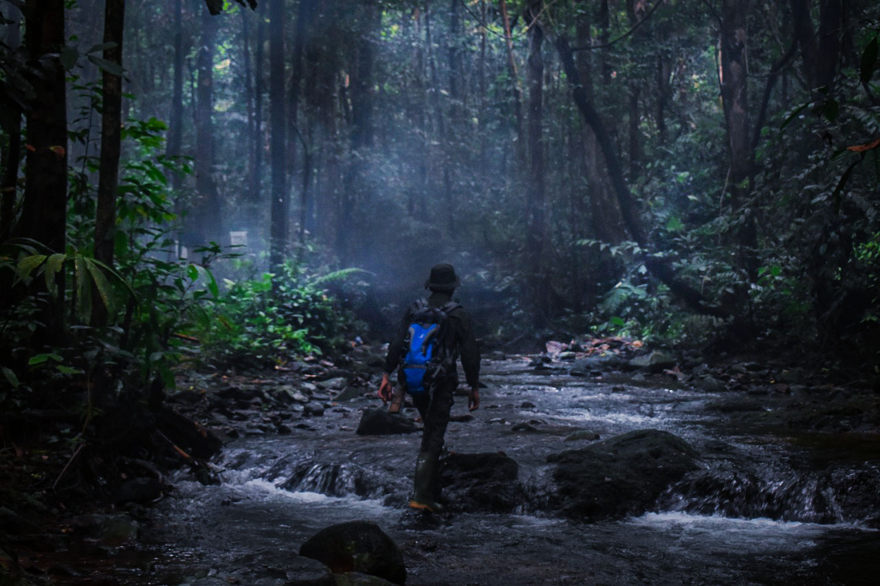 Detail Gambar Hutan Terbaru Nomer 57