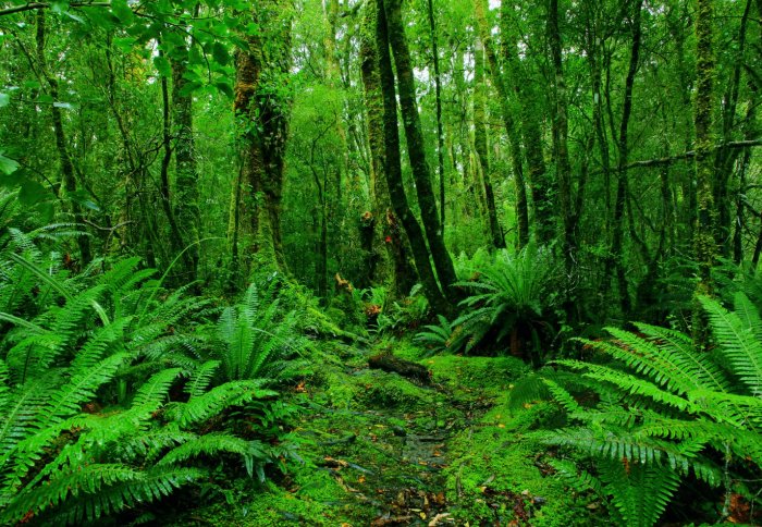 Detail Gambar Hutan Tropika Nomer 2