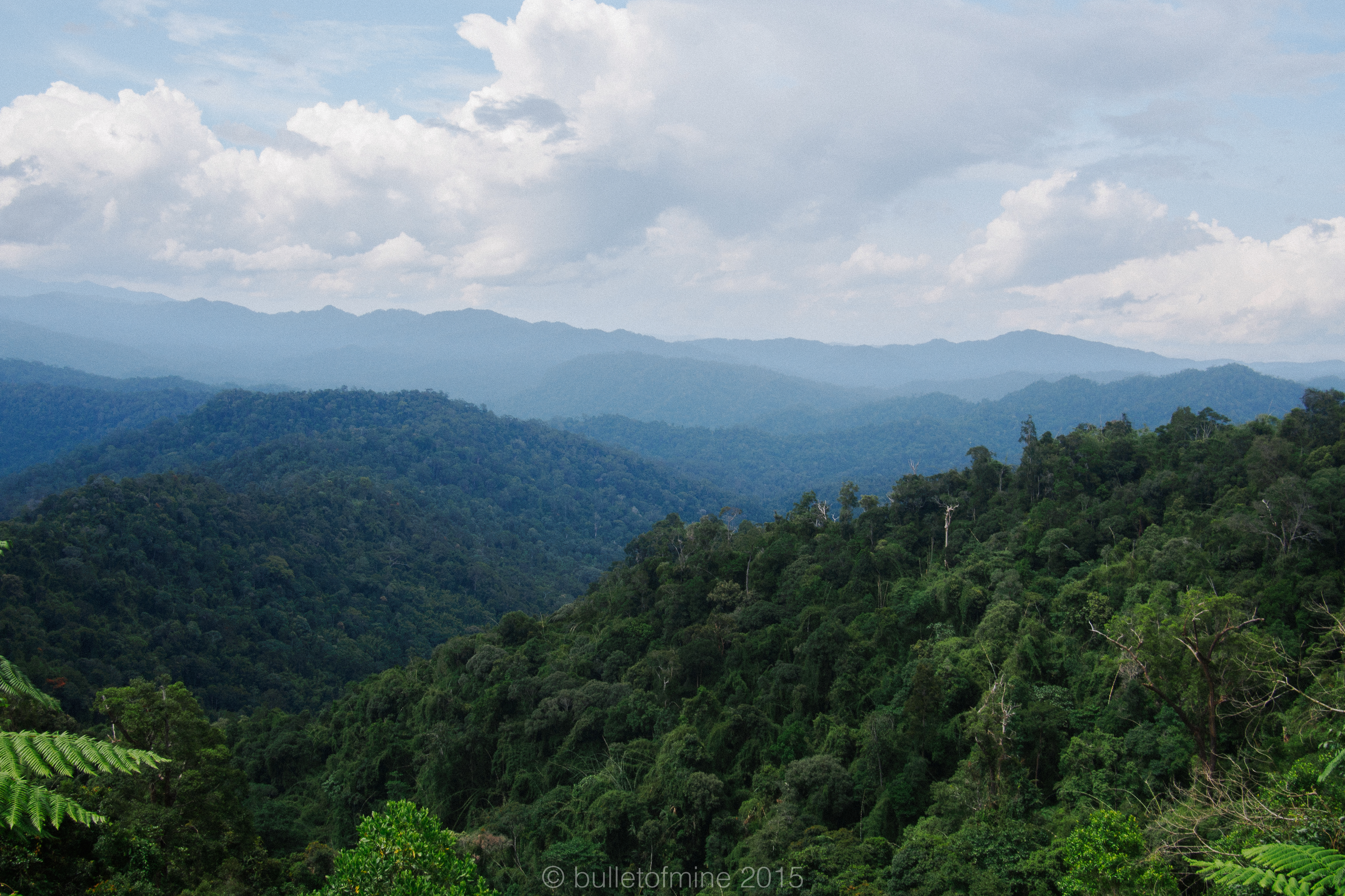 Detail Gambar Hutan Tropika Nomer 10