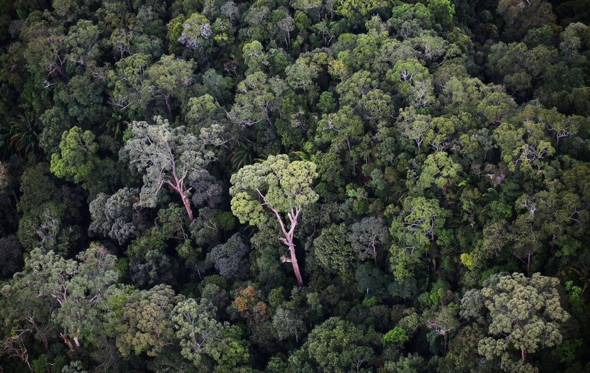 Detail Gambar Hutan Tropika Nomer 12