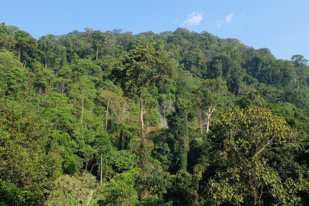 Detail Gambar Hutan Tropika Nomer 15