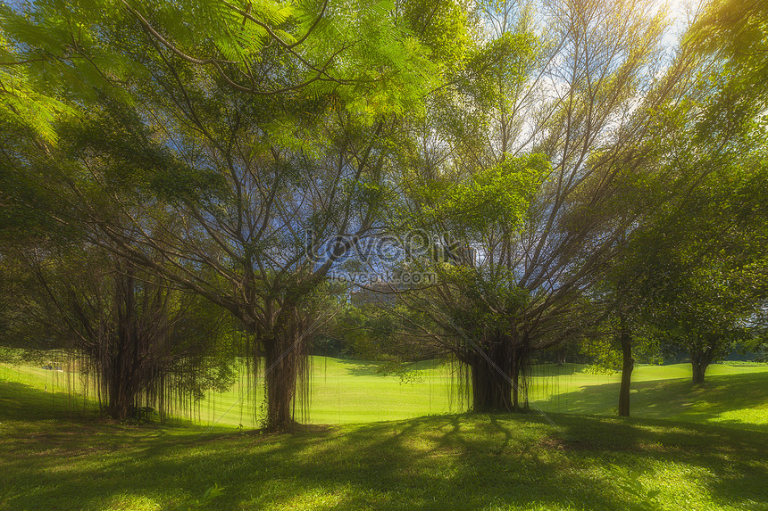 Detail Gambar Hutan Tropika Nomer 20