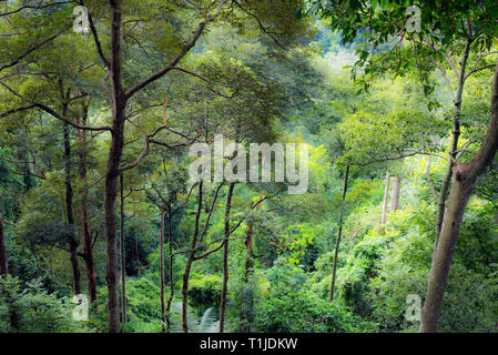 Detail Gambar Hutan Tropika Nomer 40