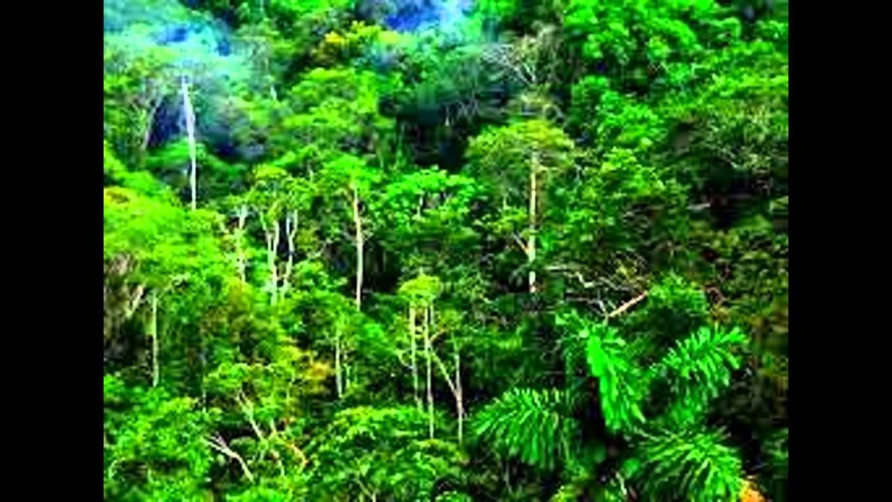 Detail Gambar Hutan Tropis Nomer 15