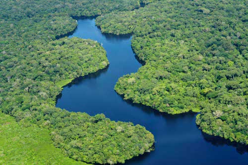 Detail Gambar Hutan Tropis Nomer 21