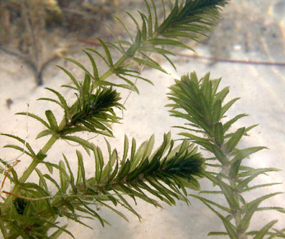 Gambar Hydrilla Verticillata - KibrisPDR