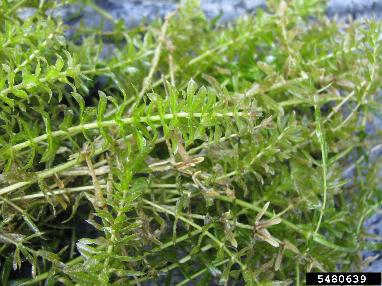 Detail Gambar Hydrilla Verticillata Nomer 17