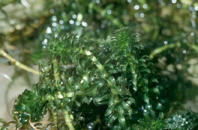 Detail Gambar Hydrilla Verticillata Nomer 6