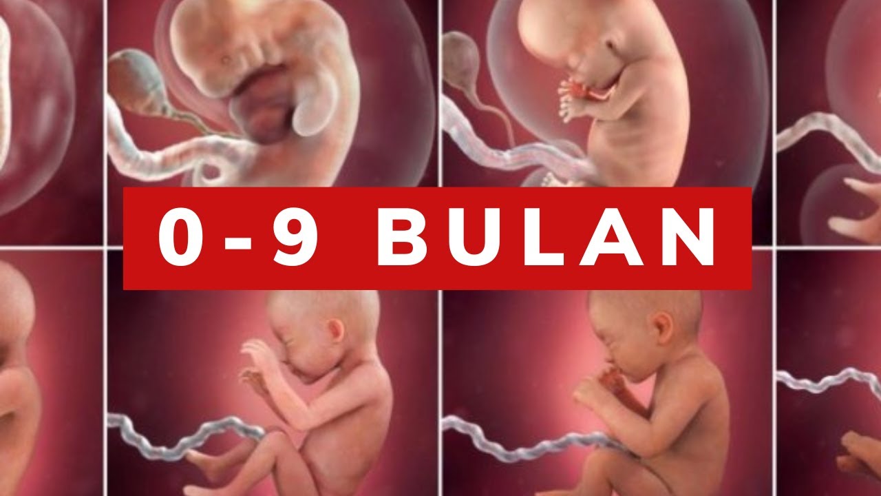 Gambar Ibu Hamil Dari 1 9 Bulan - KibrisPDR