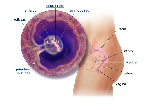 Detail Gambar Ibu Hamil Dari 1 9 Bulan Nomer 34