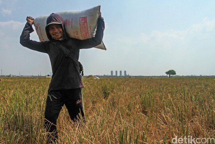 Detail Gambar Ibu Petani Nomer 15